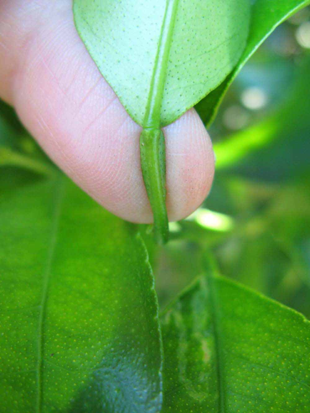              Petiole (Winter Haven, FL)       